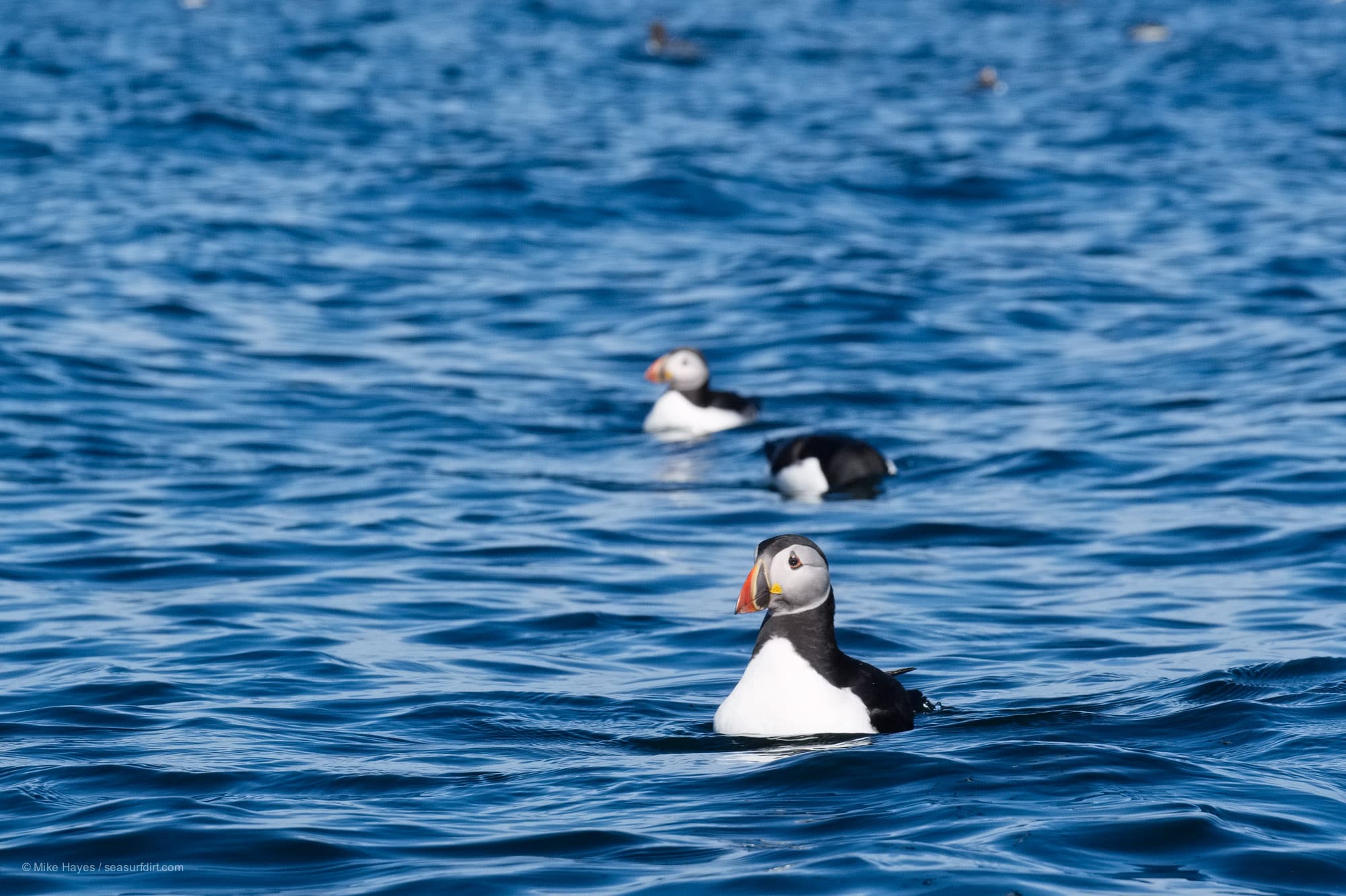 Sea kayaking amongst puffins in the Farne Islands