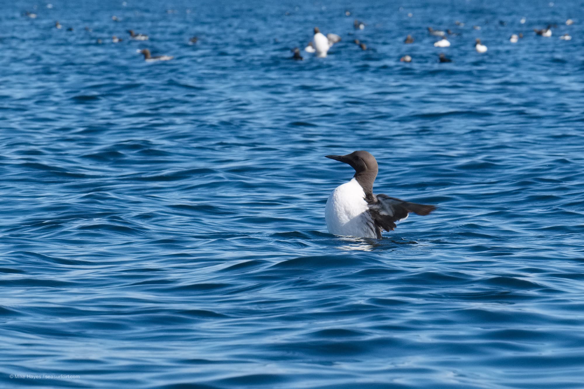 Sea kayaking amongst guillemots in the Farne Islands