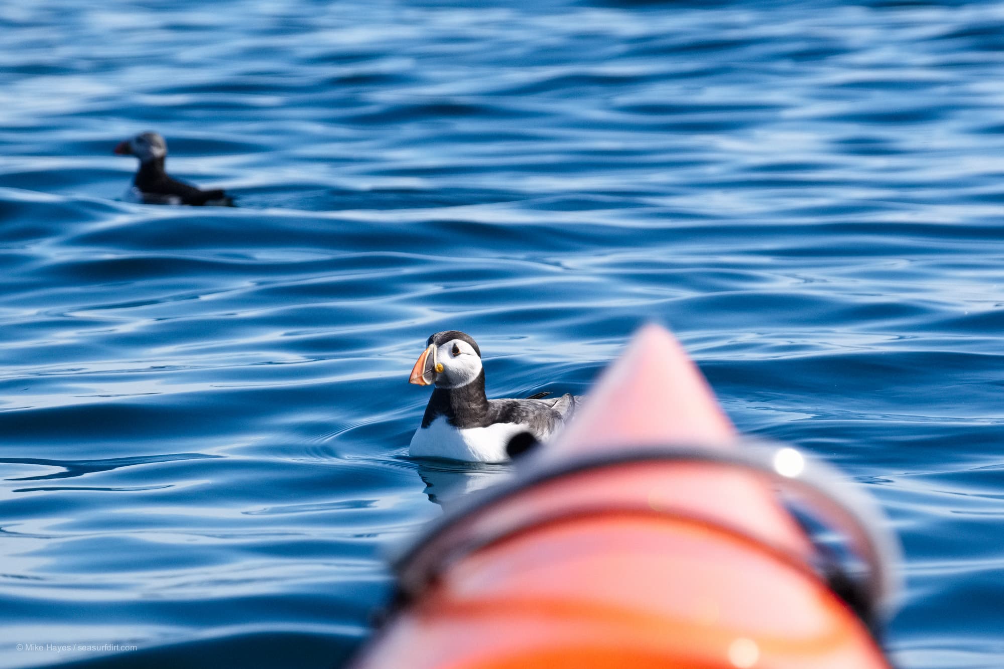 Sea kayaking amongst puffins in the Farne Islands