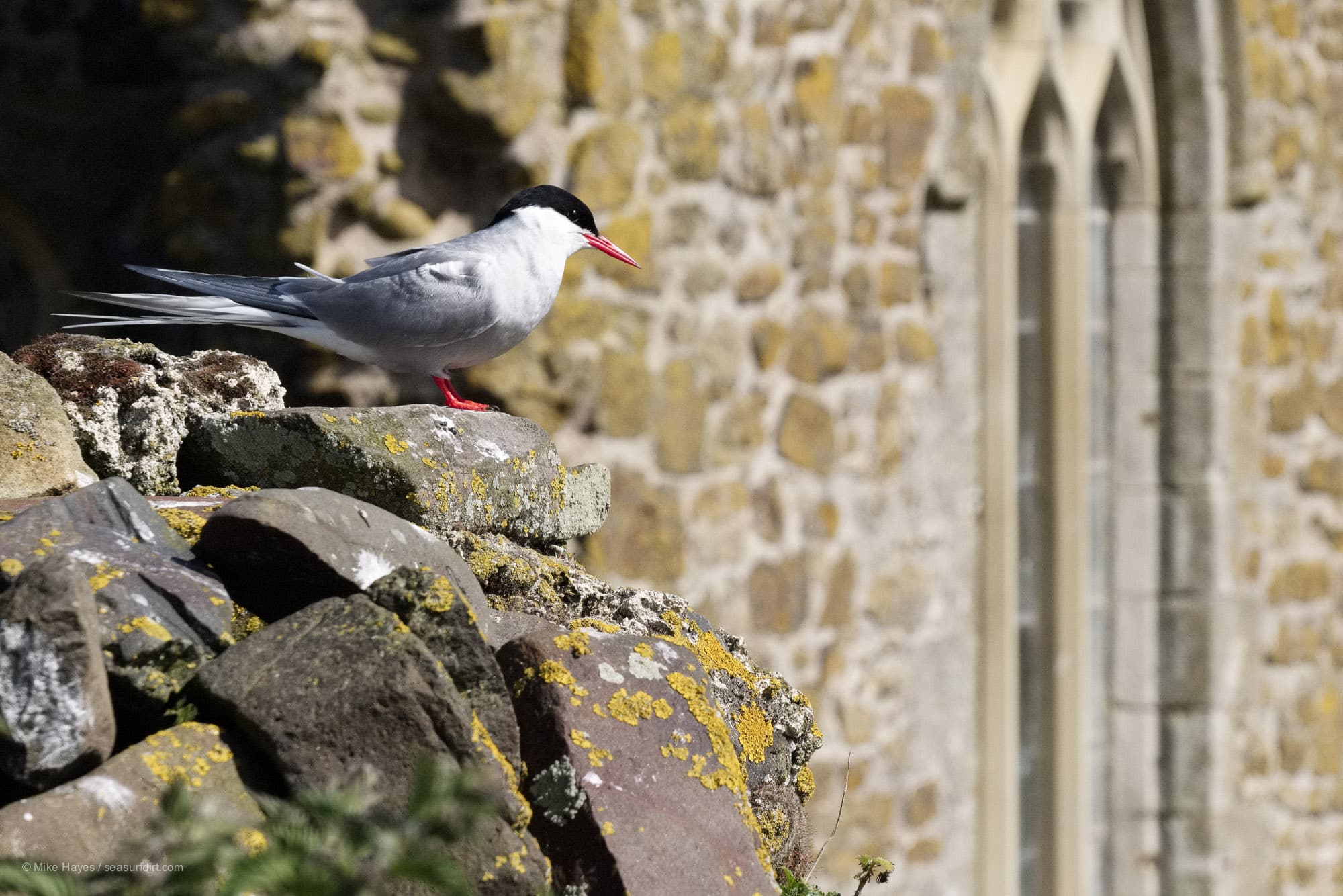 An Arctic Tern perched by the Chapel of St Cuthbert, Farne Islands