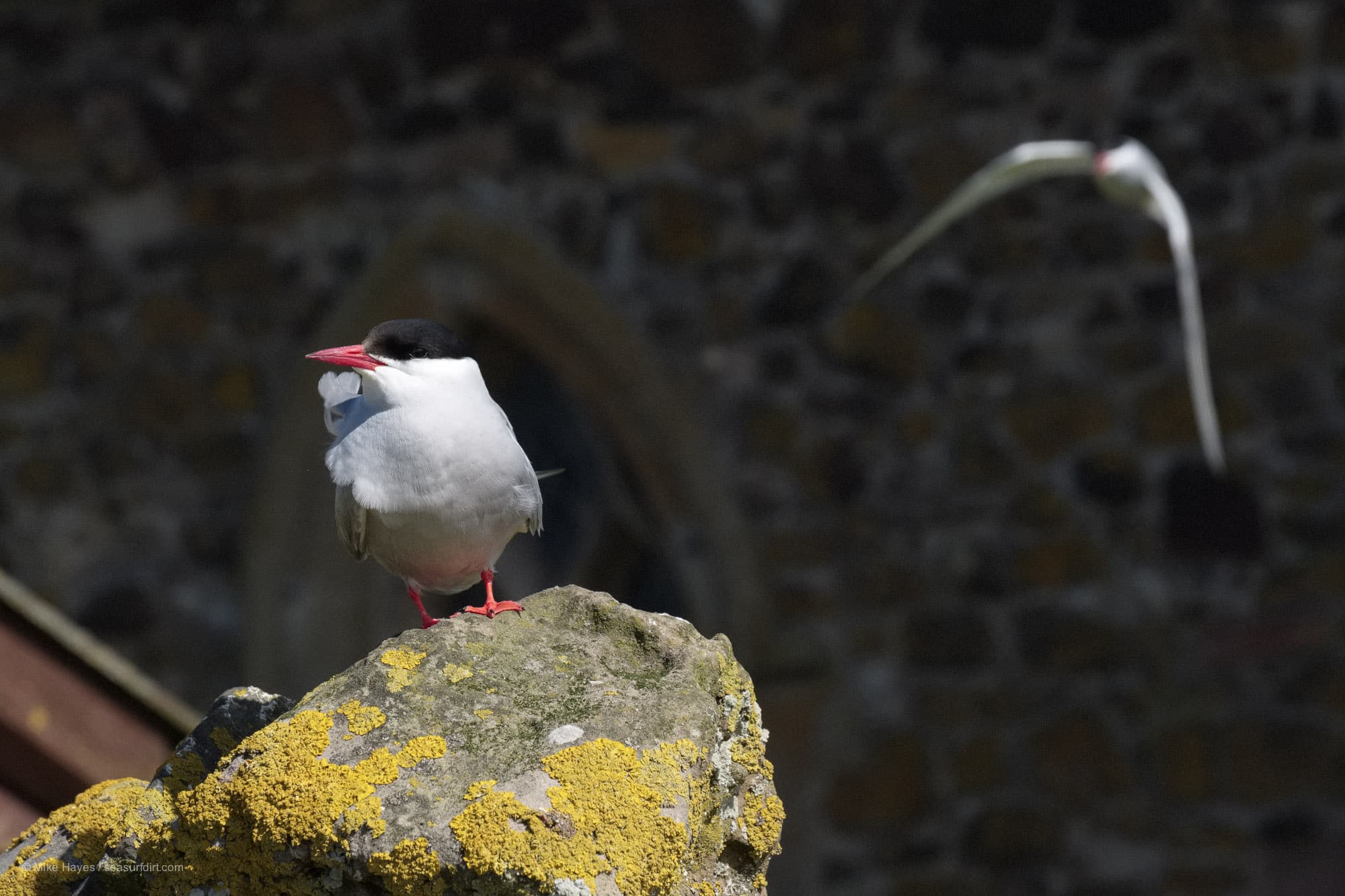 An Arctic Tern perched by the Chapel of St Cuthbert, Farne Islands