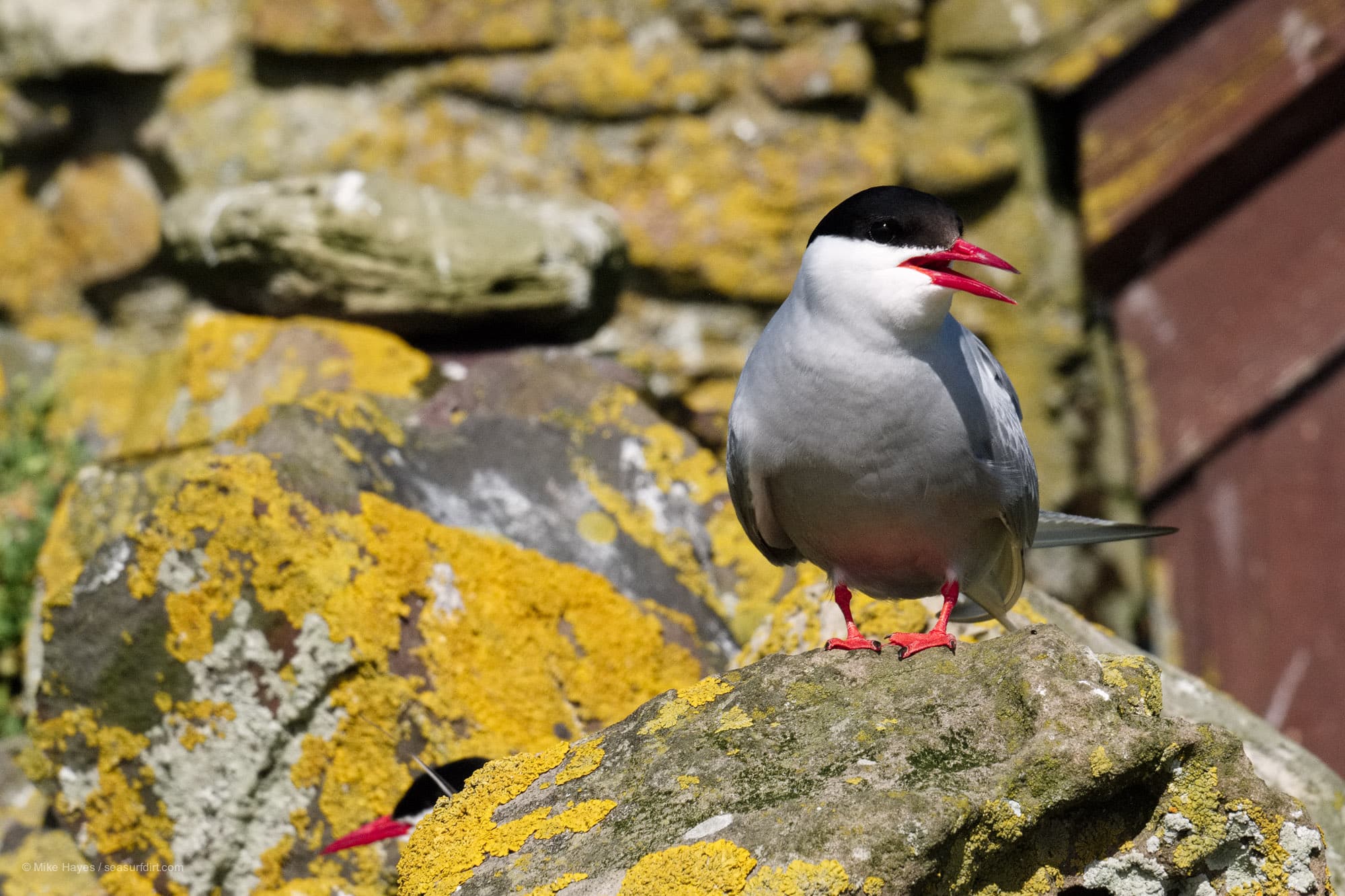 An Arctic Tern perched by the Chapel of St Cuthbert, Farne Islands