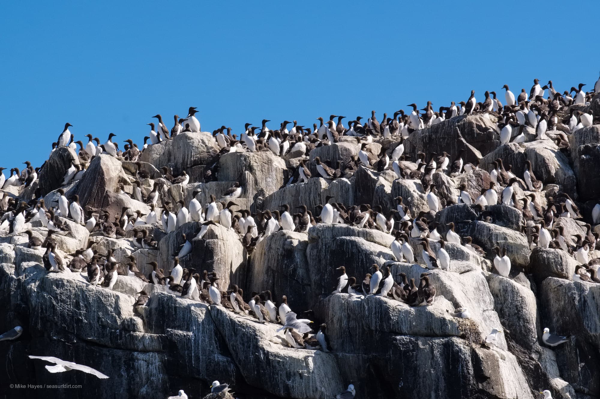 Guillemots nesting in the Farne Islands