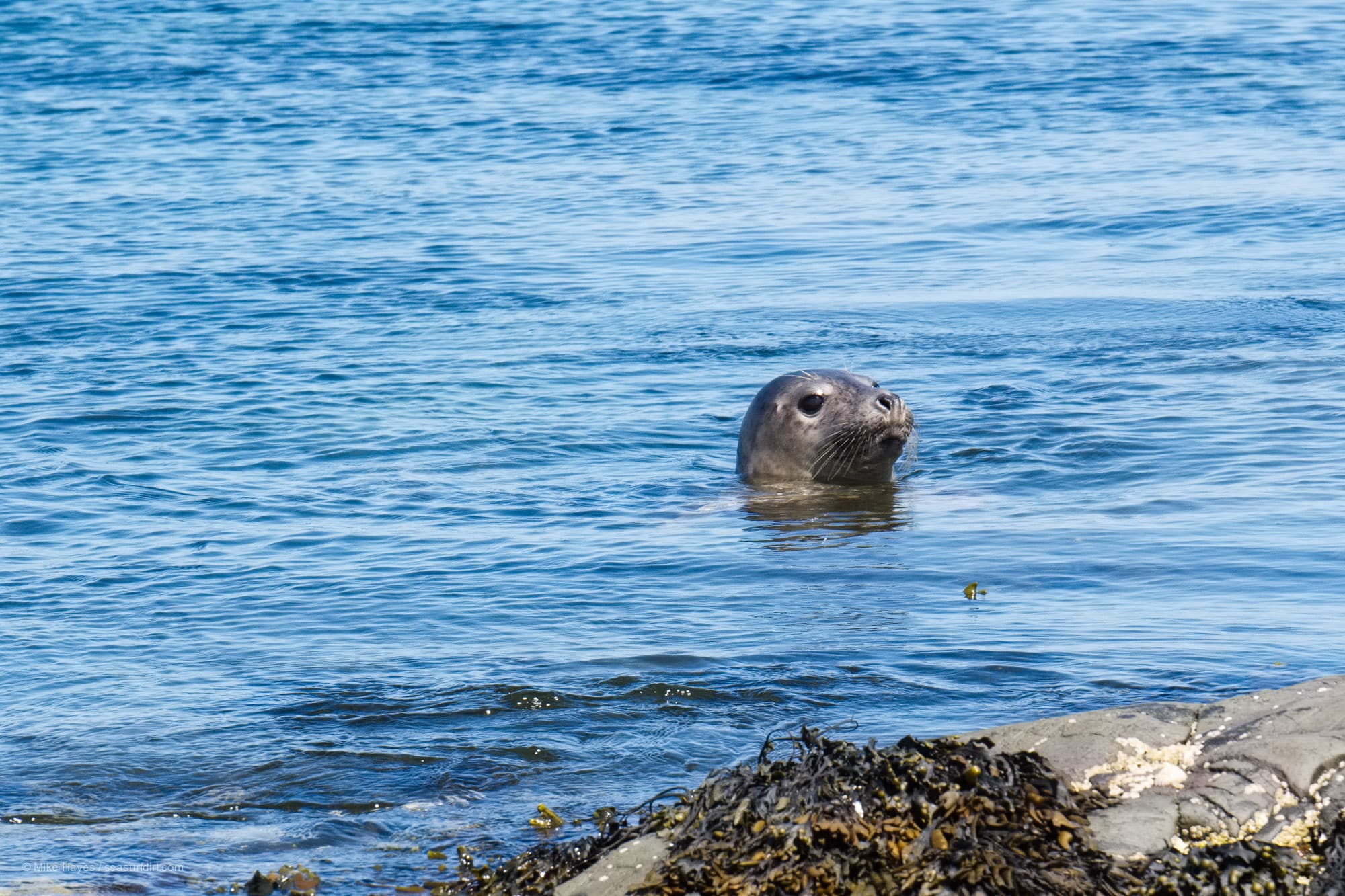 A grey seal in the Farne Islands